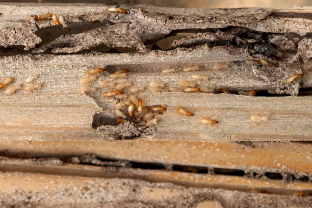 Best Wasp Removal Services  in Barrackville, WV