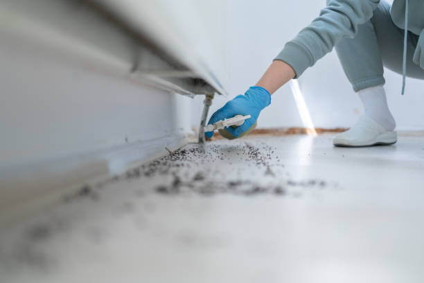 Best Flea Control Services  in Barrackville, WV